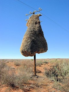 Gemeinschaftsnest von Webervögeln in Botswana