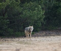 Wolf Am WaldRand