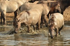 Pferde trinken am Wasser
