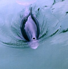 Blasloch eines Schweinswals