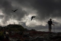 Fregattvögel auf Glapagos vor bewölktem Himmel