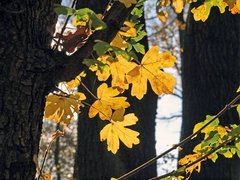 Gelbe Blätter des Feldahorns