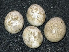 Hell-Beige gefleckte Eier der Gartengrasmücke mit Kuckucksei.