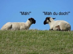 Schafe mit Text