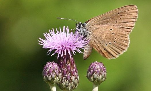 Schmetterling Auf Einer Blüte