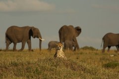 Gepard und Elefanten in der Steppe