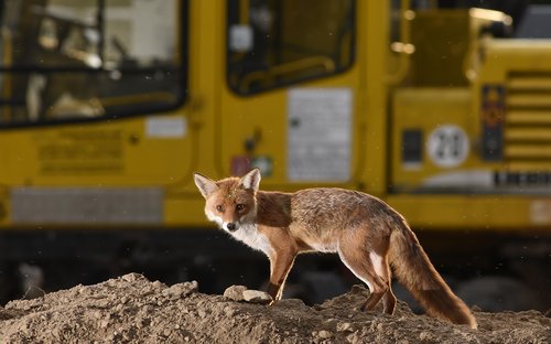 Fuchs auf nächtlicher Baustelle vor Bagger