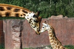 Giraffe mit Jungtier im Zooom Gelsenkirchen
