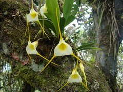 Orchidee als Epiphyt auf Baumstamm