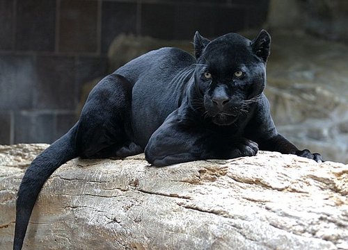 Schwarzer Panther im Zoo