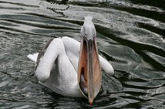 Pelikan mit Fisch im Schnabel