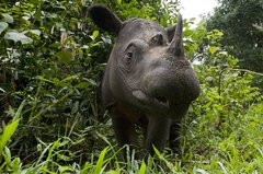 Sumatra-Nashorn im Dschungel