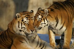 Tiger mit Jungtier im Zoo
