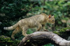 Schleichende Wildkatze auf einem Baumstamm.