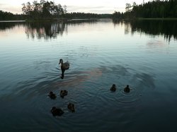 Ente mit Küken auf abendlichem See.