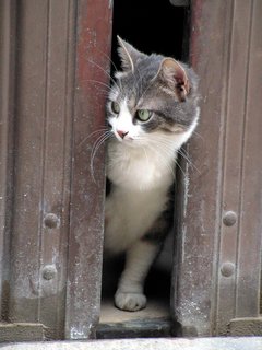 Katze an einer Tür.