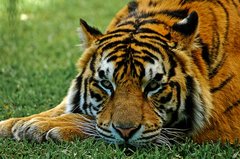 Liegender Tiger