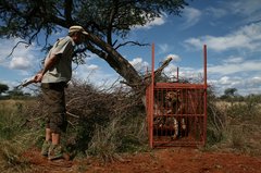 Forscher vor Käfig, in dem ein Gepard sitzt