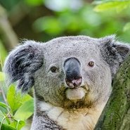 Koalabär-Portrait