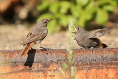 Weibchen und JungTier des HausRotSchwanzes Auf Einer Mauer