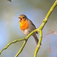 Rotkehlchen Auf Einem Ast