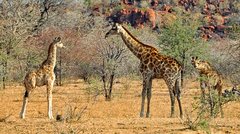 Giraffe mit zwei Jungtieren in Afrika.