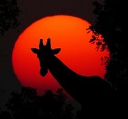 Giraffe vor untergehender Sonne