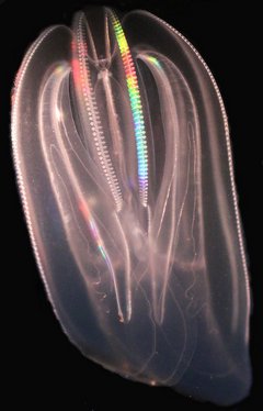 Rippenqualle Mnemiopsis leidyi oder "Meerwalnuss"