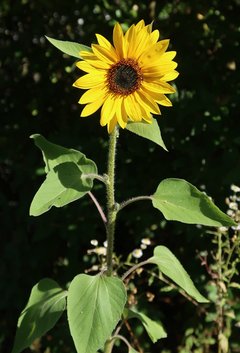 Blühende Sonnenblume