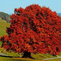 Allein Stehende Buche Mit Roter HerbstFärbung