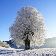 Baum mit Schnee und Raureif